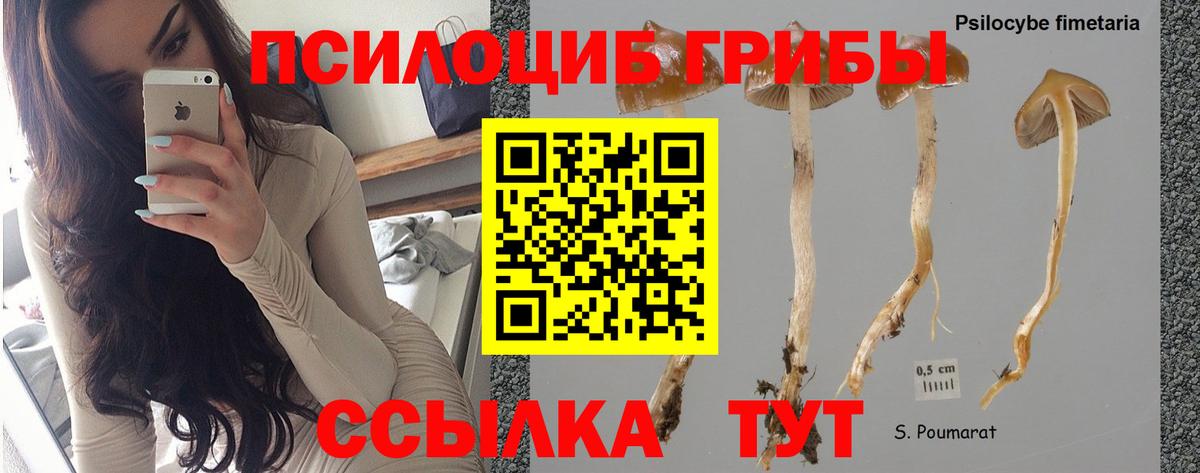 Псилоцибиновые грибы Psilocybe Ирбит